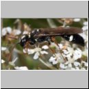 Mellinus crabroneus - Grabwespe m01 9mm - OS-Wallenhorst Sandgrube.jpg